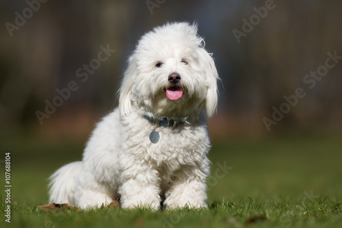 Coton de Tulear dog outdoors in nature