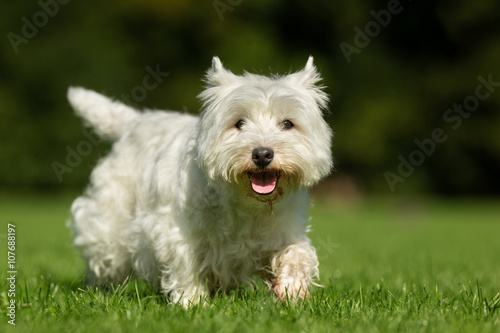 West Highland White Terrier Dog