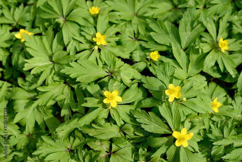 Yellow flowers on green