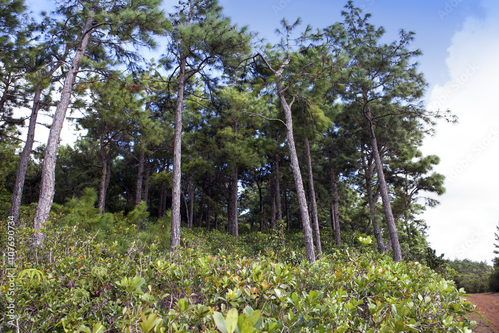 Φωτογραφία Tropical forest on sunny day at Mauritius island, Africa..