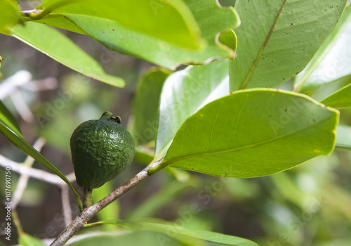 Guava on the tree, Mauritius..