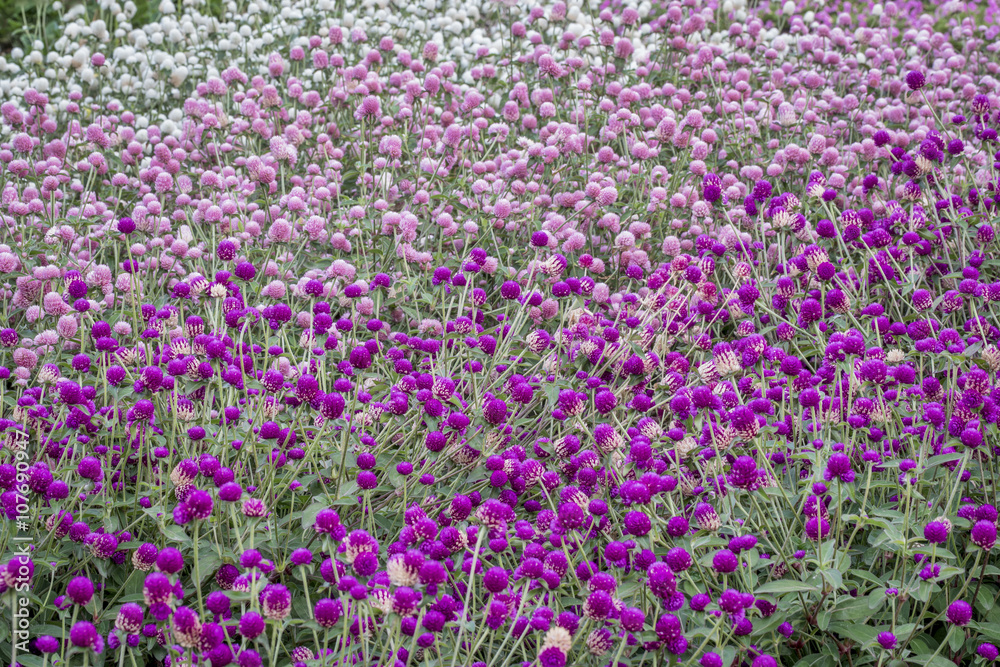 gomphrena flowers background