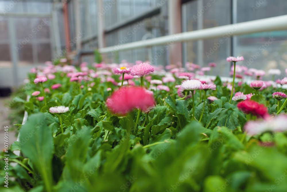 Cultivation flowers in greenhouse in spring Cultivation flowers in greenhouse in spring