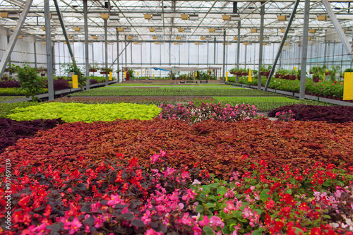 Cultivation flowers in greenhouse in spring