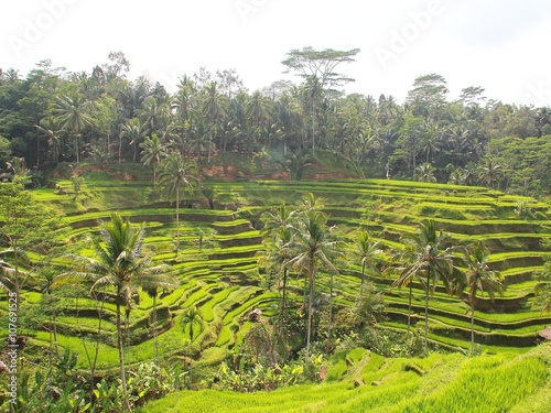 Tegallalang Rice Terraces in Ubud is famous for its beautiful scenes at Bali, indonesia