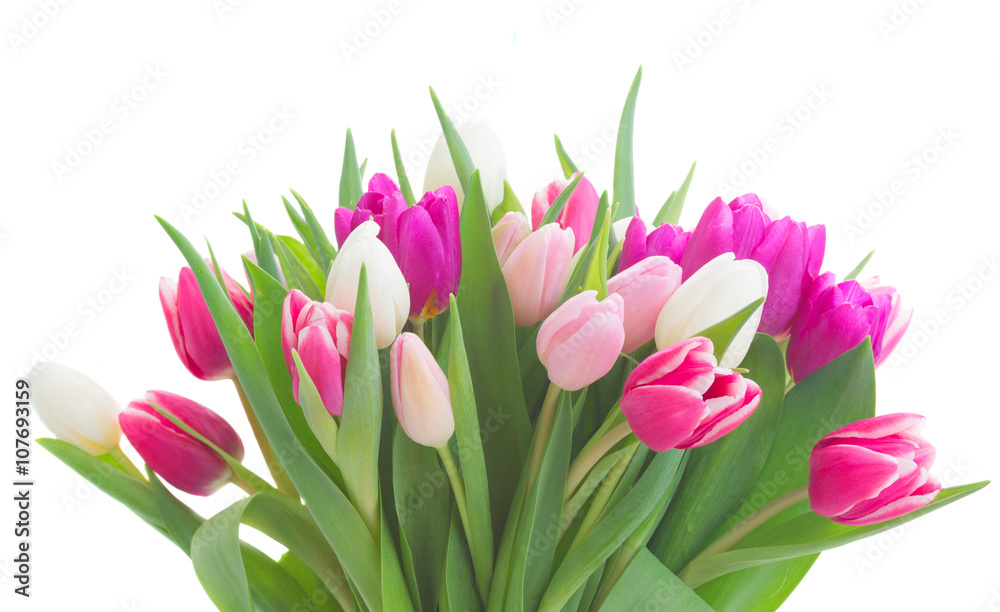 bouquet of pink, purple and white tulips bouquet of pink, purple and white tulips