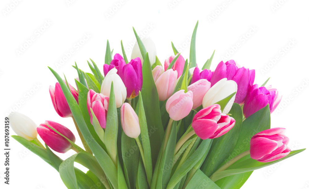 bouquet of  pink, purple and white  tulips