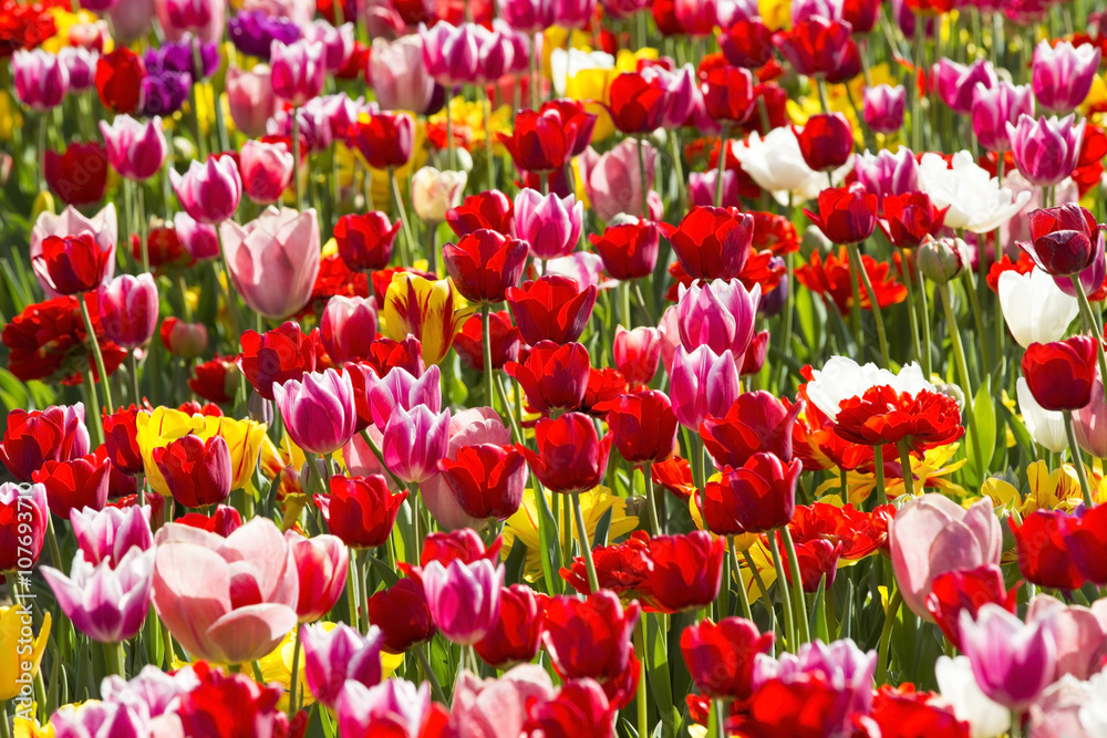 bed of tulips growing in spring garden tulips