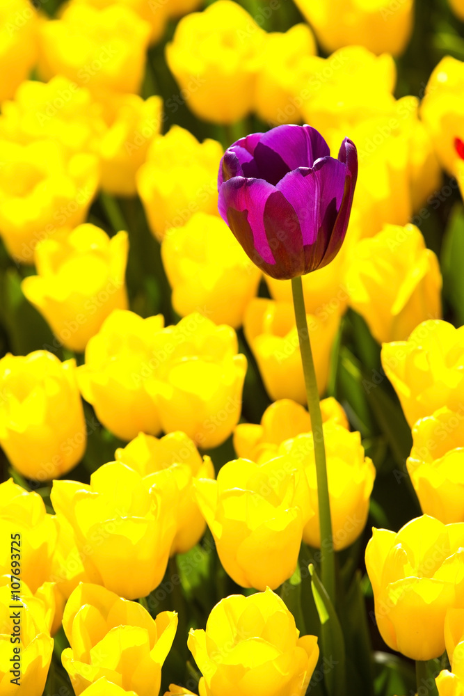 bed of tulips growing in spring garden tulips bed of tulips growing in spring garden tulips