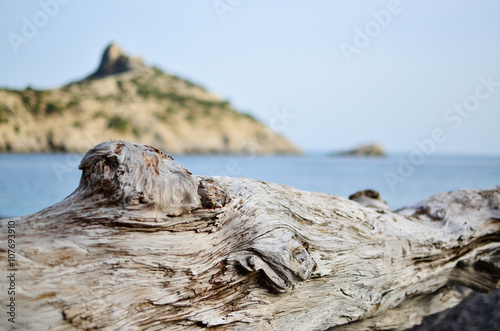 Dead tree branch in foreground of sea