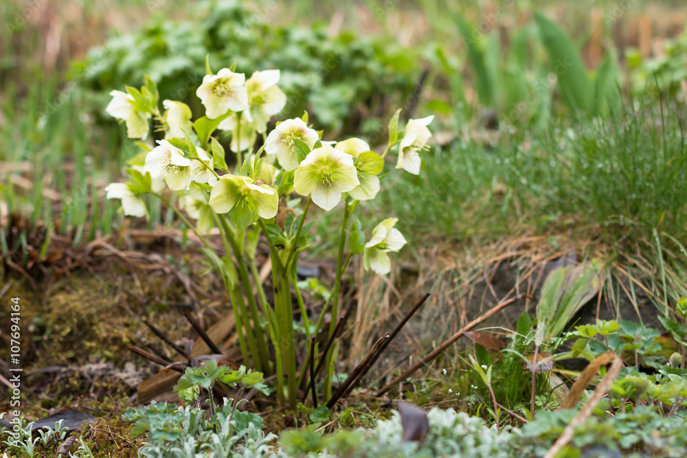 flowerbed with white blooming hellebores flowers in springtime garden after the rain flowerbed with white blooming hellebores flowers in springtime garden after the rain