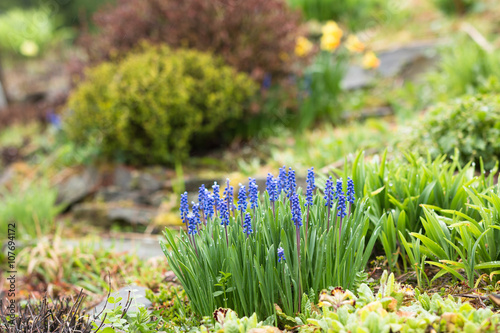 Fototapeta Naklejka Na Ścianę i Meble -  springtime flowerbed with blooming blue muscari hyacinth in traditional british garden after rain