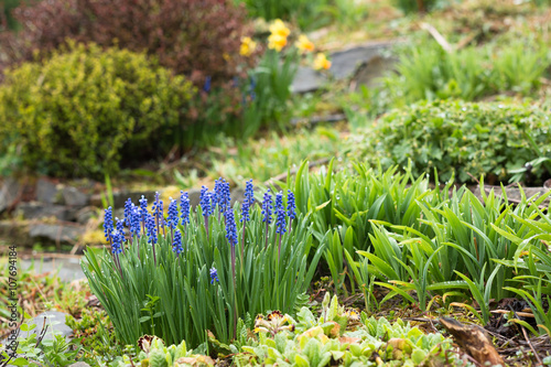 springtime flowerbed with blooming blue muscari hyacinth in traditional british garden with berberis in the background