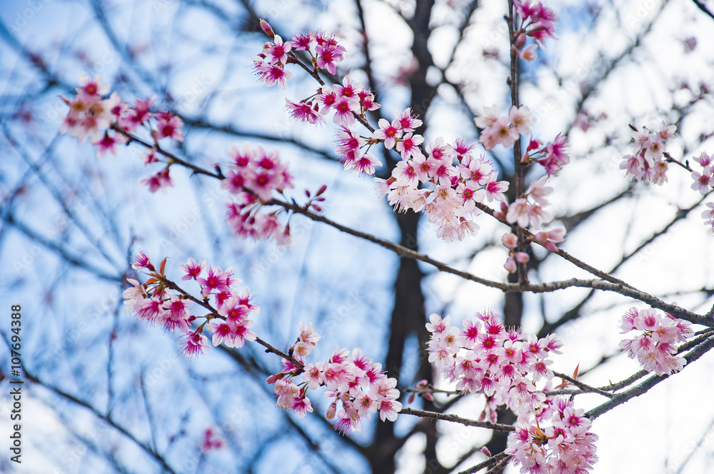 Cherry Blossom tree or Sakura flowers Cherry Blossom tree or Sakura flowers