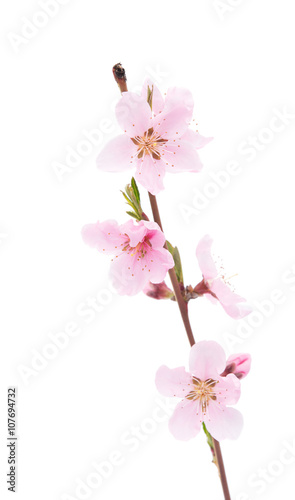 pink peach blossom © ksena32
