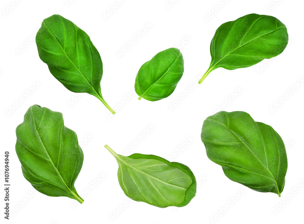 Set of basil leaves isolated on white background. Design element for product label, catalog print, web use. Set of basil leaves isolated on white background. Design element for product label, catalog print, web use.