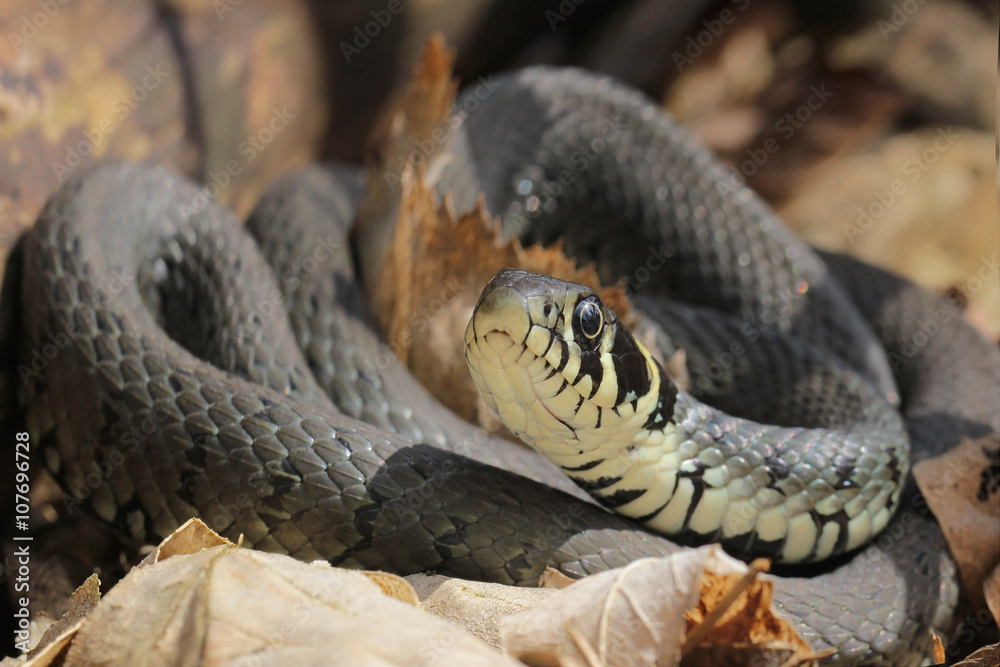 Obraz premium Natrix natrix, Grass snake