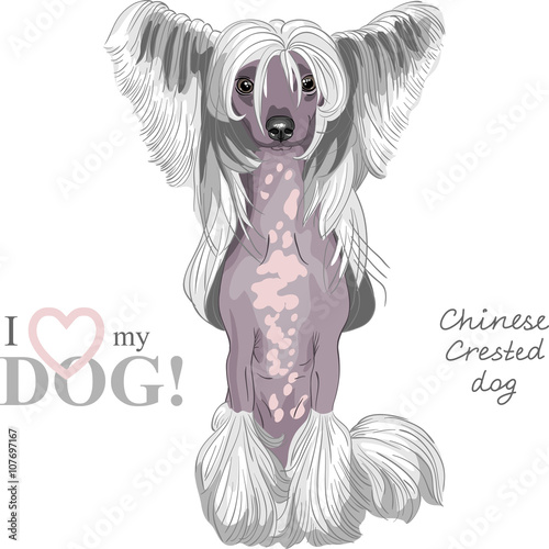 Hairless Chinese crested dog sitting, light skin