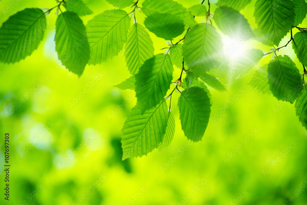 green leaves green leaves