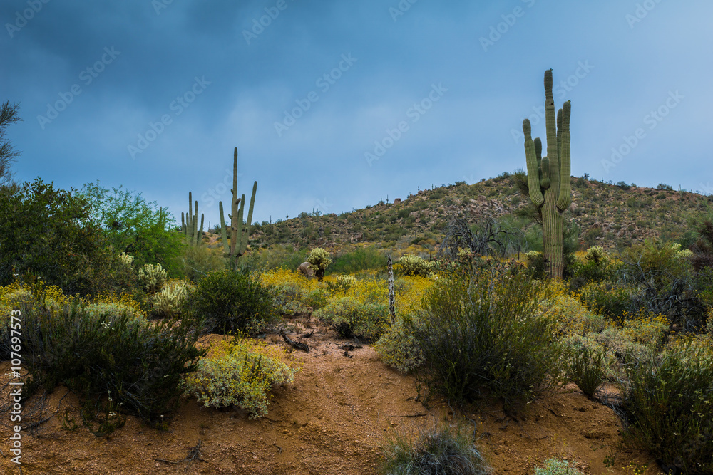 Hidden Treasures abound around Phoenix Arizona
Hidden Treasures abound around Phoenix Arizona