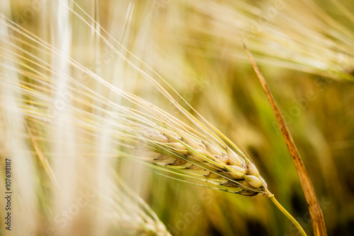 Gold wheat ears on the field closeup. Golden wheat with bokeh blur.
