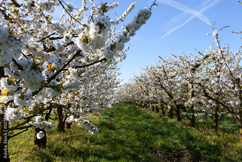 Fototapeta premium France. Cerisiers en fleurs. Tarn-et-Garonne