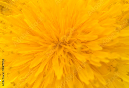 Yellow dandelion close up