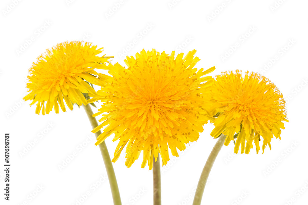 flower of dandelion isolated flower of dandelion isolated