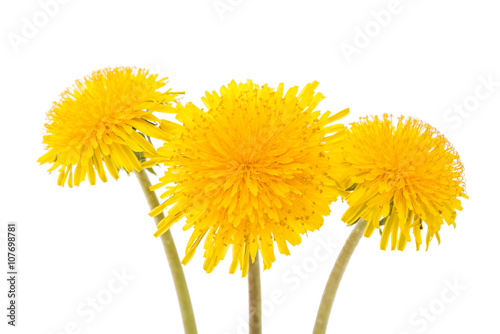 flower of dandelion isolated