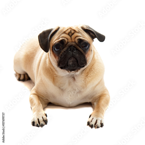 Pug laying down