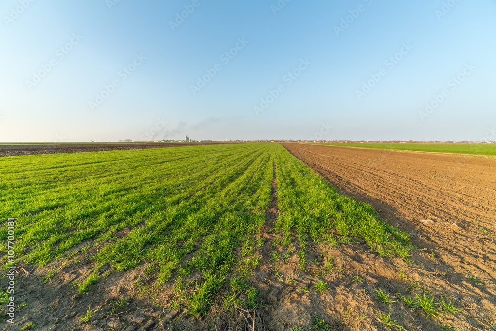 Agricultural landsaple, arable crop field