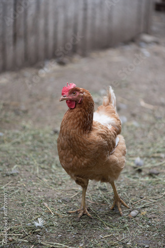 Happy bio chicken from ecological farm