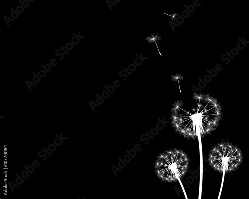silhouette with flying dandelion buds 
