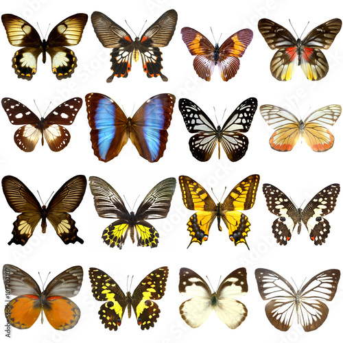 Collection of beautiful tropical butterflies isolated on white