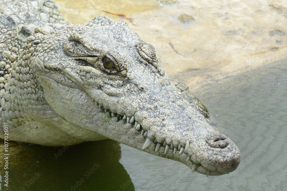 Fototapeta premium Saltwater crocodile