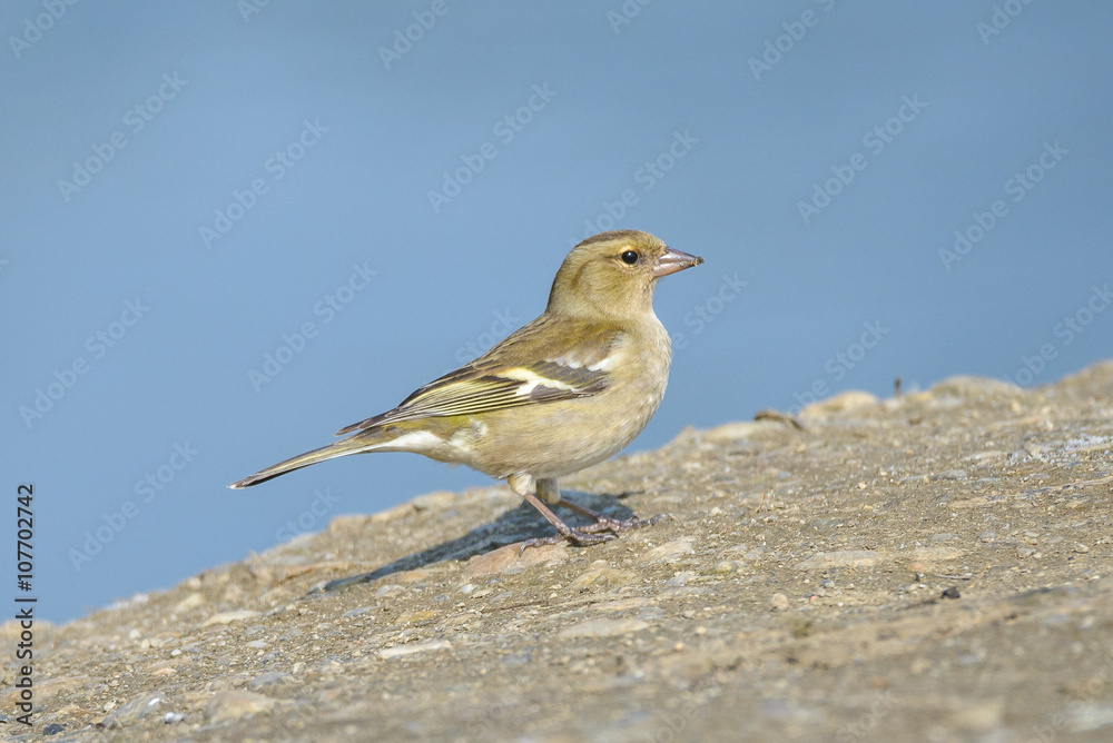 Common chaffinch.Close up of female against blue background. Common chaffinch.Close up of female against blue background.