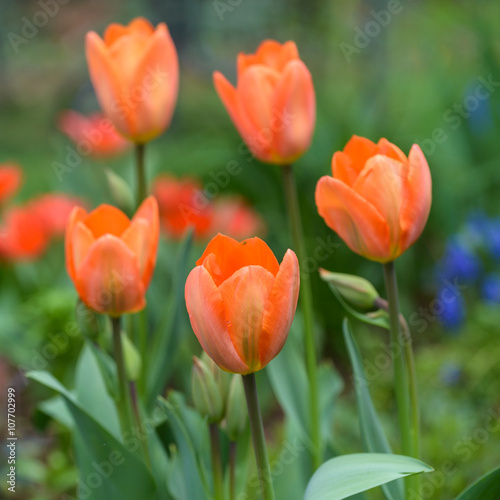 Beautiful orange tulips in the garden