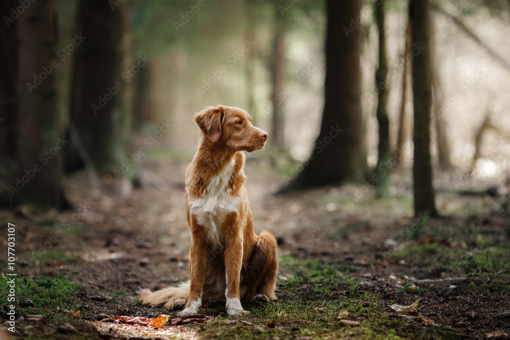 Dog Nova Scotia Duck Tolling Retriever walking in spring forest Dog Nova Scotia Duck Tolling Retriever walking in spring forest