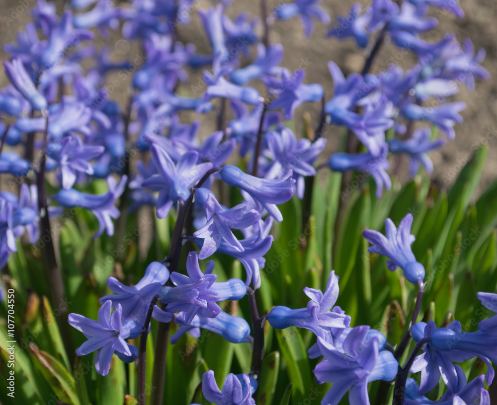 Hyacinth,spring flowers