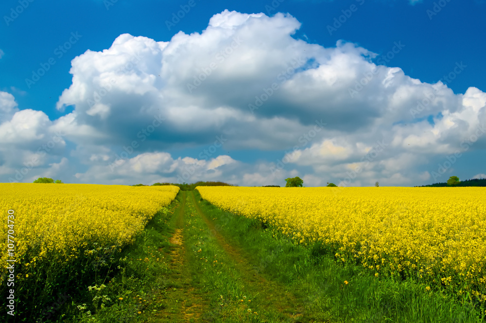 leuchtend gelbe Rapsfelder in der Sonne mit blauem Himmel und Wolken leuchtend gelbe Rapsfelder in der Sonne mit blauem Himmel und Wolken