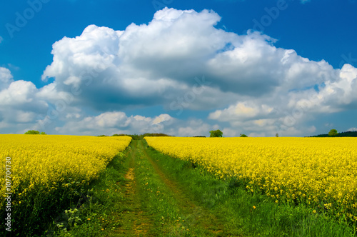 Fototapeta Naklejka Na Ścianę i Meble -  leuchtend gelbe Rapsfelder in der Sonne mit blauem Himmel und Wolken