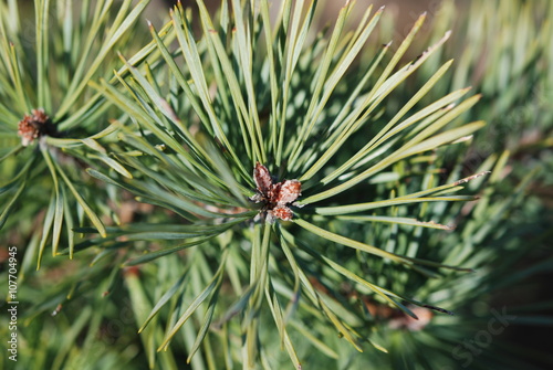 Pine needles in macro view