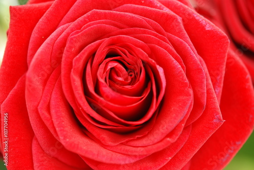 Red rose in macro view