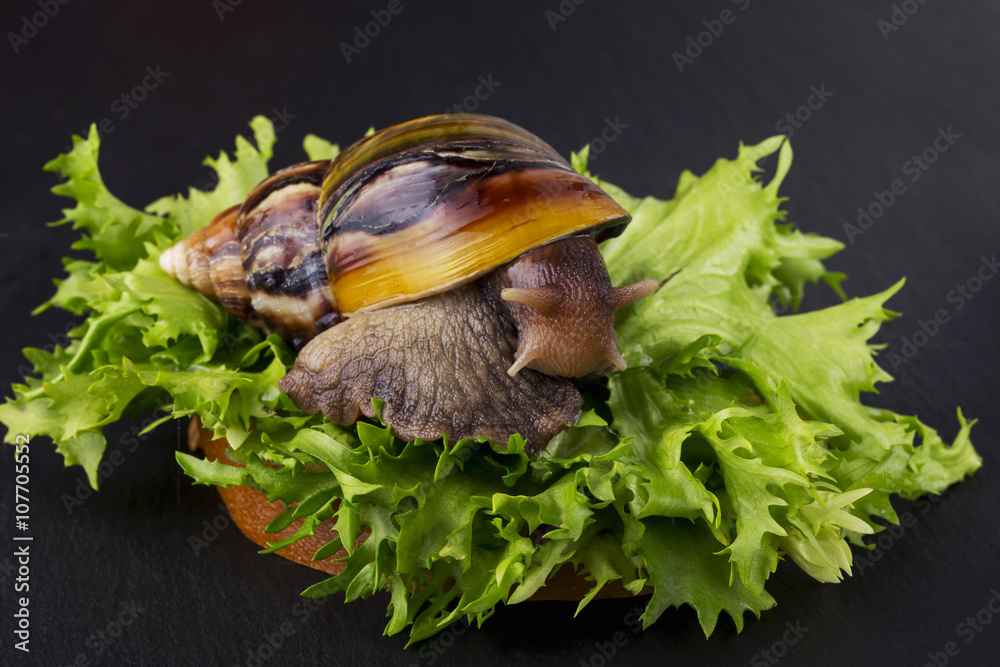 Fototapeta premium the Achatina snail
