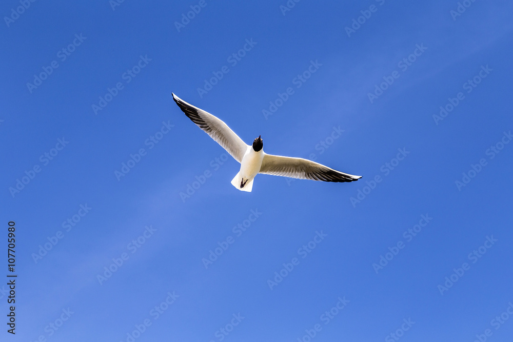 hungry seagull flies in the blue sky hungry seagull flies in the blue sky