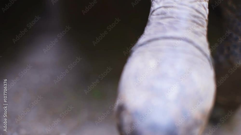 Aldabra giant tortoise in nature. Close-up. Aldabra giant tortoise in nature. Close-up.