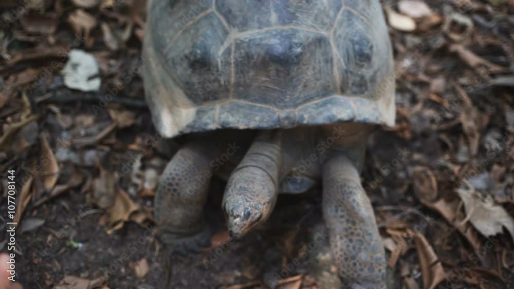 Aldabra giant tortoise in nature comes to camera Aldabra giant tortoise in nature comes to camera