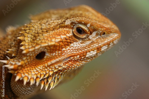 Bearded Dragon head