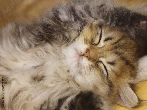 Cute sleeping kitten cat closeup, head