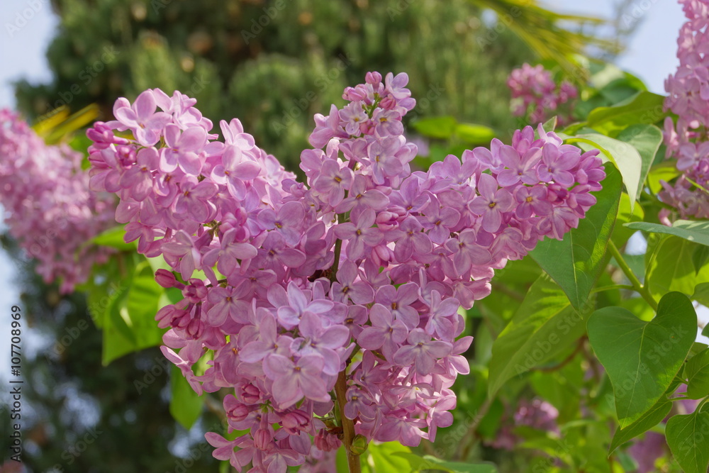 Obraz premium blooming lilac branch
